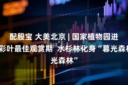 配股宝 大美北京 | 国家植物园进入彩叶最佳观赏期 水杉林化身“暮光森林”